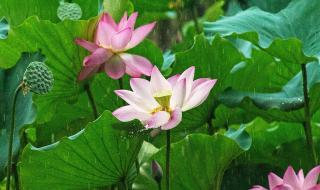 雨中小故事动态图 雨中小故事动态图