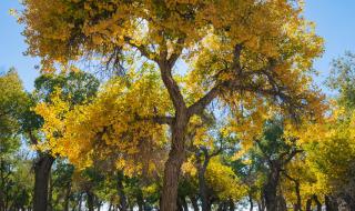 dnf瞬移药剂,叫什么名字 dnf生命之息怎么得