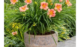 杭州金娃娃儿童摄影