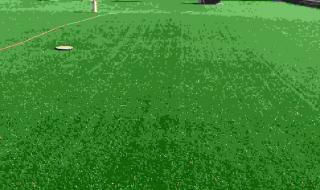 真草坪价格 真草坪价格